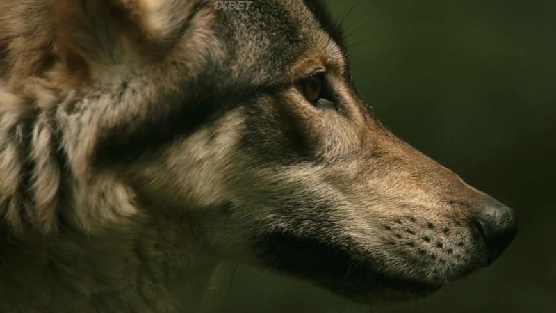 Викинги - 6 сезон - 18 серия